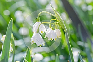 Summer snowflake, Leucojum aestivum, close-up flowers